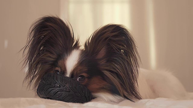 幼犬品种蝴蝶大陆玩具猎犬咬橡胶轮胎-一个有趣的轮胎更换库存录像视频素材