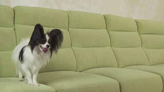 幼犬品种蝴蝶大陆玩具猎犬狗抓住大球和播放慢动作库存录像视频素材