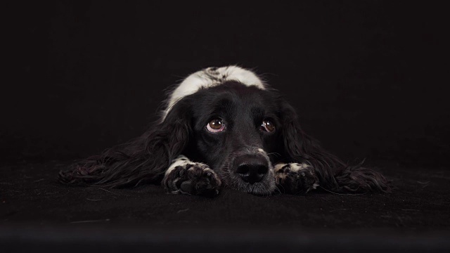 美丽的雌性西班牙猎犬谎言和是有趣的看周围的黑色背景库存录像视频素材