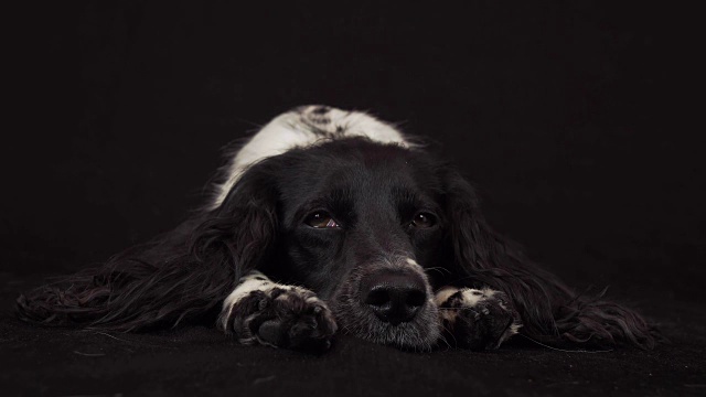 美丽的雌性西班牙猎犬躺下，睡着在黑色背景库存录像视频素材