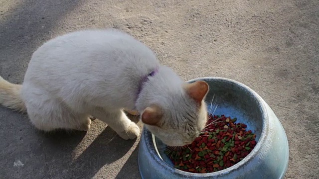 可爱的黄色小猫正在吃饭视频素材