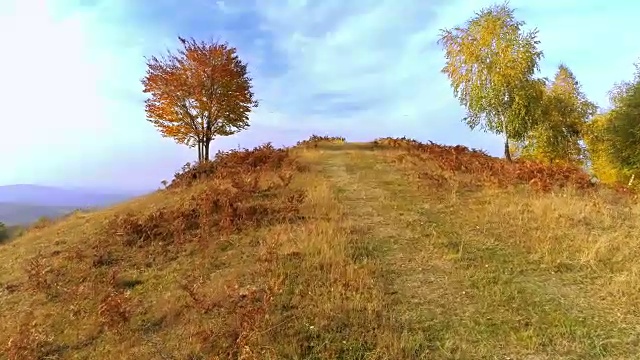 森林步道鸟瞰图视频素材