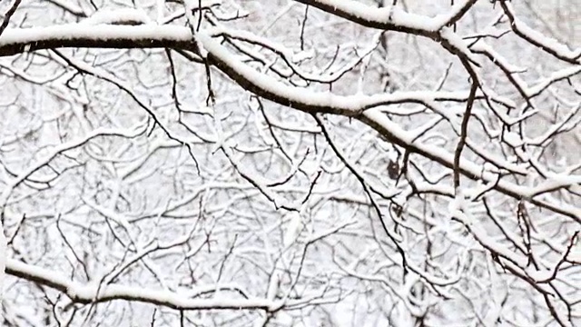 在一个树木被雪覆盖的冬季公园里飘落的雪花。前视图。视频素材