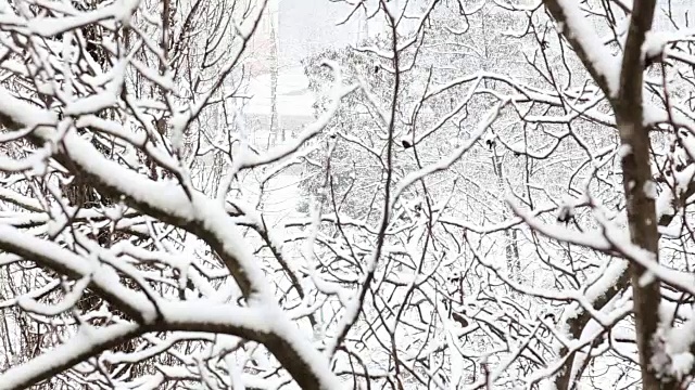 在一个树木被雪覆盖的冬季公园里飘落的雪花。前视图。视频素材