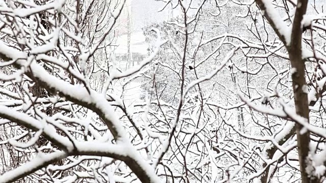 在一个树木被雪覆盖的冬季公园里飘落的雪花。前视图。视频素材