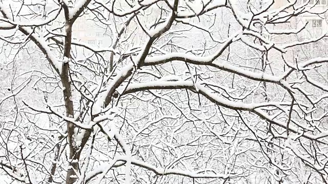 在一个树木被雪覆盖的冬季公园里飘落的雪花。前视图。视频素材