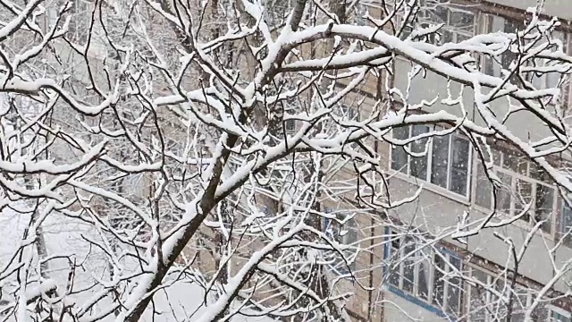 在一个树木被雪覆盖的冬季公园里飘落的雪花。前视图。背景是建筑。视频素材