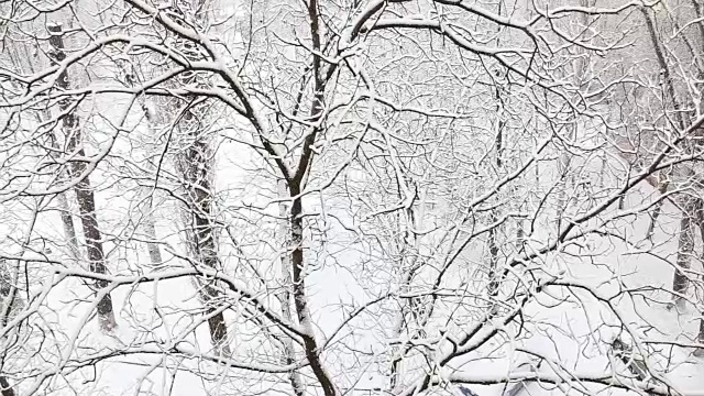 在一个树木被雪覆盖的冬季公园里飘落的雪花。前视图。视频素材