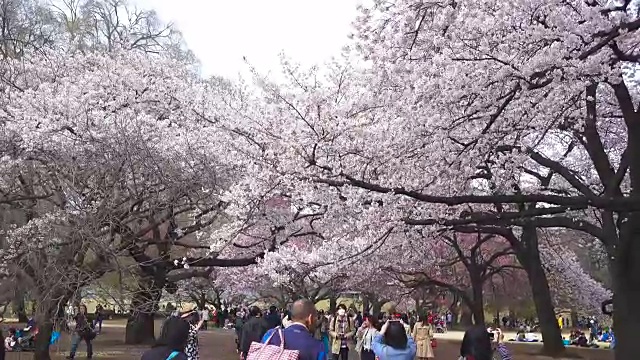 白色的樱花视频素材