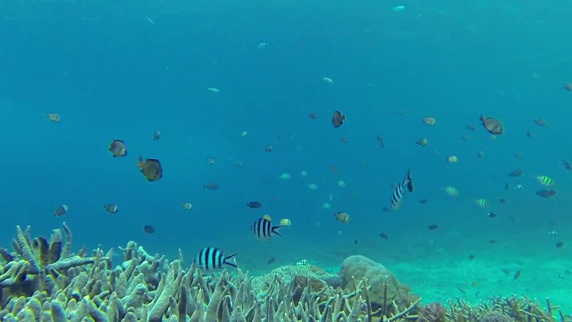 与不同种类的鱼在海珊瑚游泳视频素材