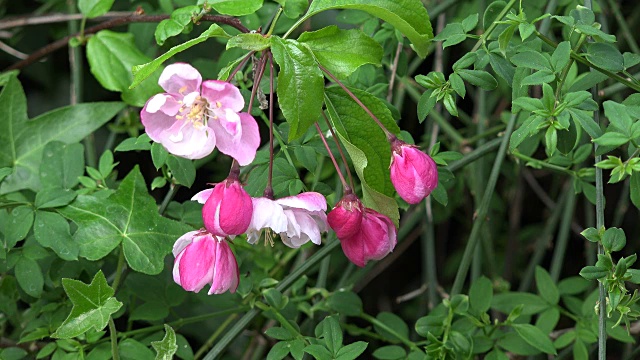 春天的树枝，粉红色的花，绿色的叶子视频素材