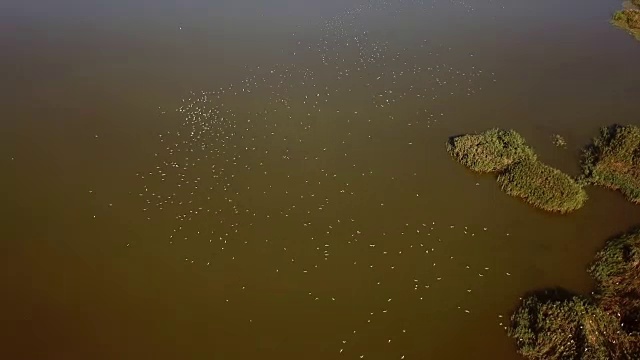 一群海鸥在自然保护区视频素材