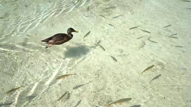 清澈的浅水，有鱼和鸭子游泳。视频素材