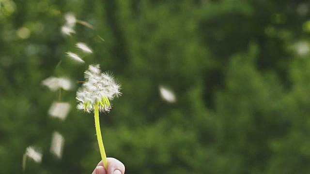 在阳光明媚的日子里吹着白色的蒲公英视频素材