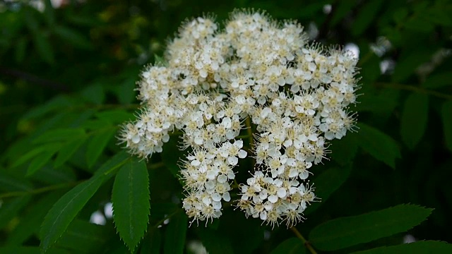 花枝在风中飘扬。花楸属aucuparia。拍摄近距离静态相机视频素材