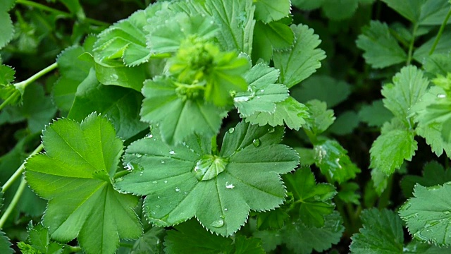 绿水丹属植物。紫袍是欧洲多年生草本植物。近镜头静态摄像机视频素材