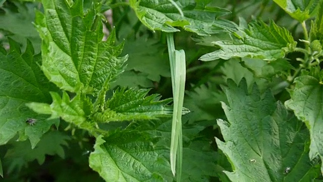 清新绿荨麻在春风中。全景，运动摄影机与稳定摄影机视频素材