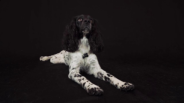 美丽的雌性西班牙猎犬躺着，看着周围的黑色背景库存录像视频素材