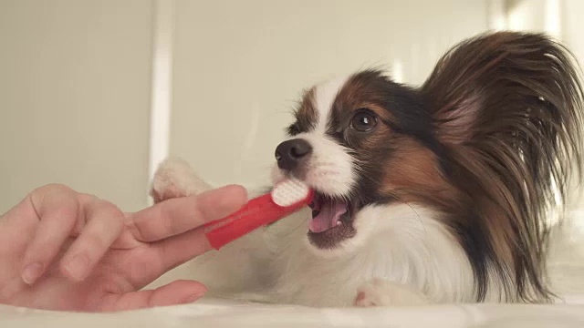 幼犬品种蝴蝶大陆玩具猎犬刷牙齿与牙刷库存录像视频素材