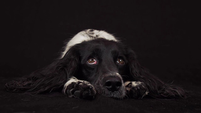 美丽的雌性西班牙猎犬谎言和是有趣的看周围的黑色背景库存录像视频素材