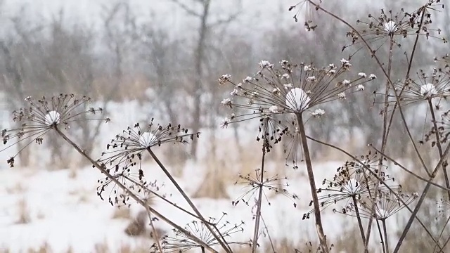 田野上下着大雪，草地干枯。冬季自然背景视频素材