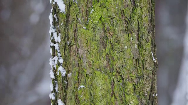 森林里下大雪。重点关注带有绿色苔藓的树皮。冬季自然背景视频素材