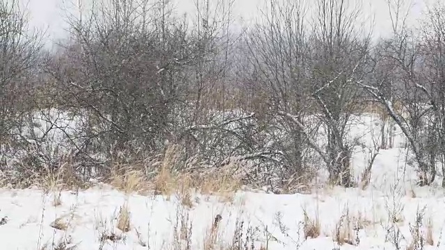 田野上下着大雪，草地干枯。冬季自然背景视频素材