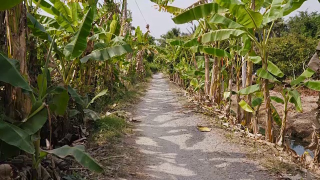 在湄公河三角洲的水果种植园视频素材