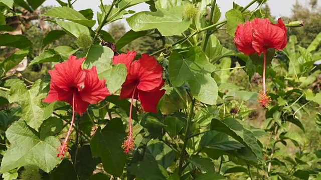 水果种植园里的红花视频素材