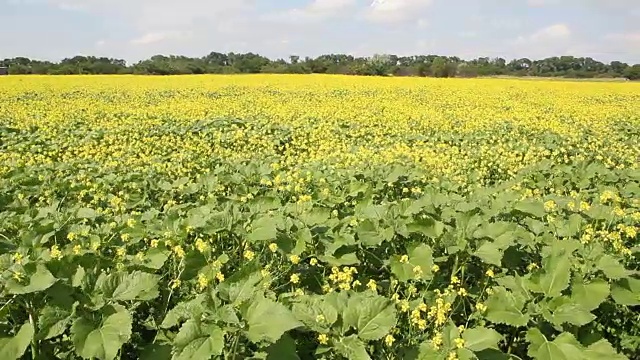 油菜籽田在一个阳光明媚的夏日视频素材