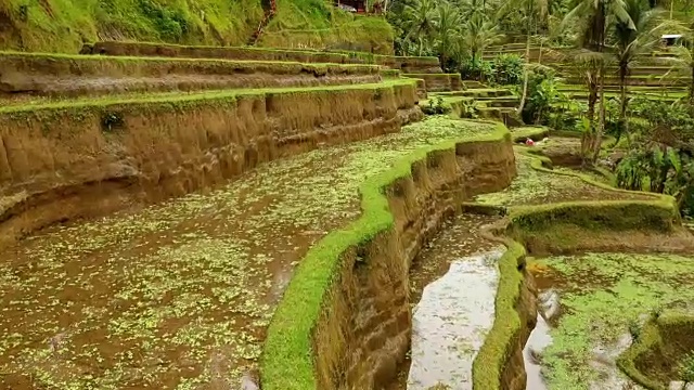 梯田，巴厘岛，印度尼西亚视频素材