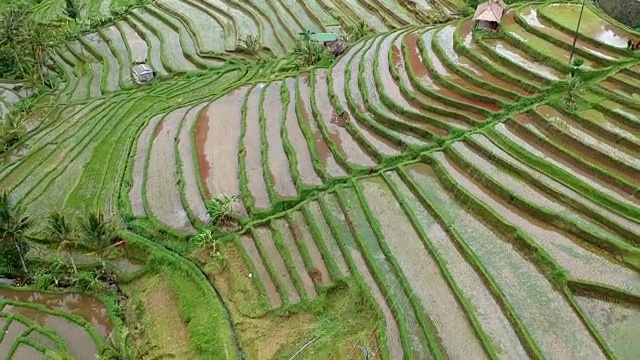 梯田，巴厘岛，印度尼西亚视频素材