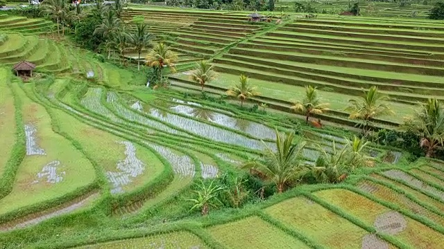 梯田，巴厘岛，印度尼西亚视频素材