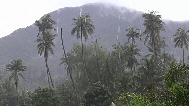 热带的风和雨落在泰国绿色的棕榈树叶上视频素材