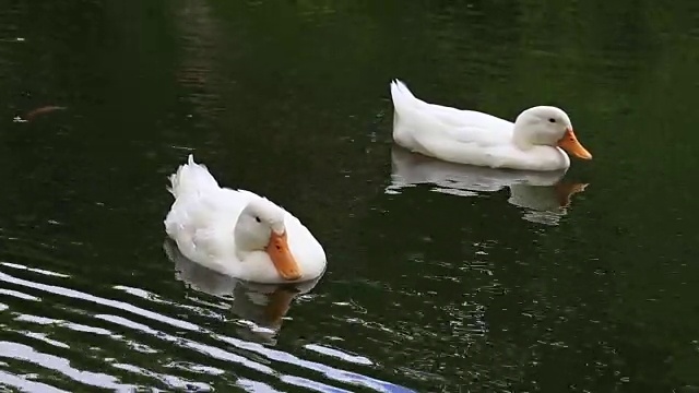 以水为背景的池塘或湖泊中的白鸭子视频素材