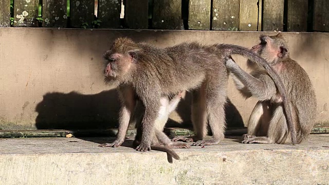 印度尼西亚巴厘岛乌布神圣猴林中的猴子一家视频素材