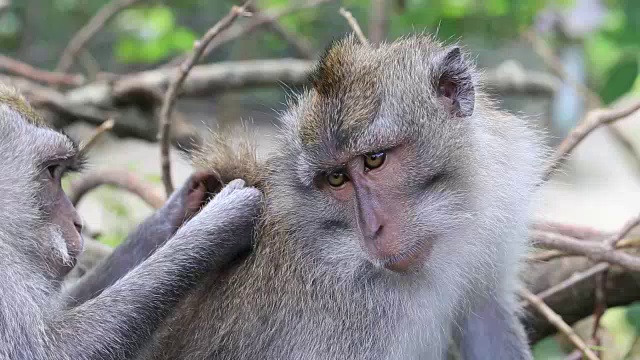 印度尼西亚巴厘岛乌布神圣猴林中的猴子一家视频素材