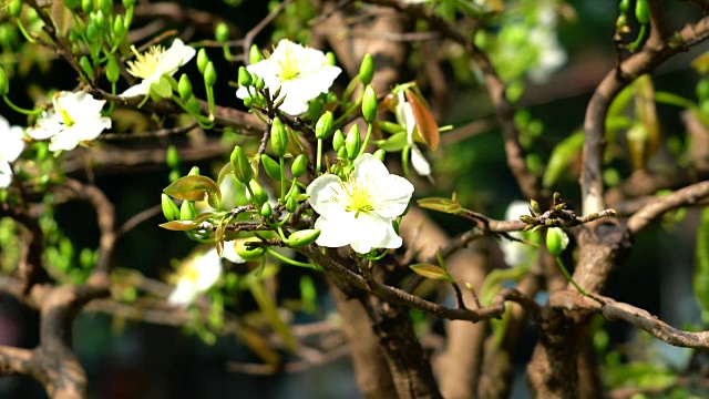 白色的杏花视频素材