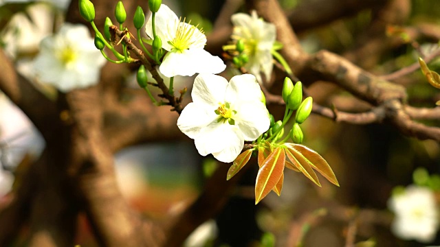 白色的杏花视频素材