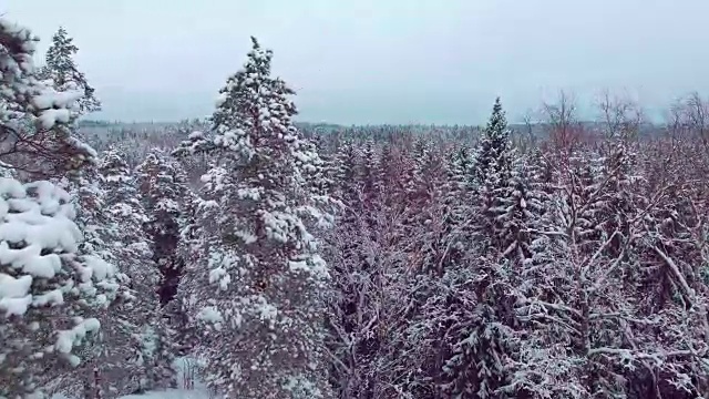 雪地森林的冬季鸟瞰图视频素材