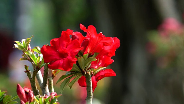 瓷花视频下载