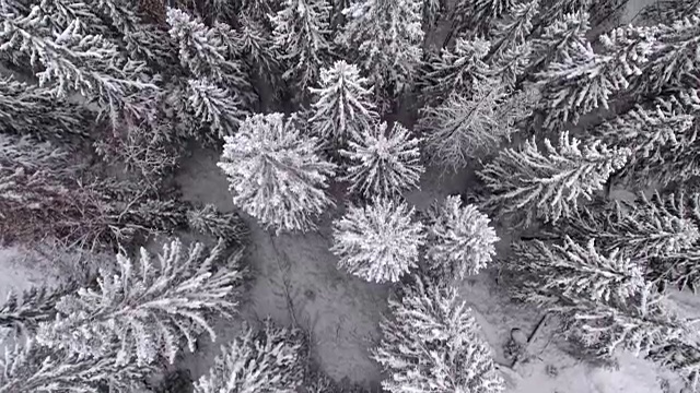 雪地森林的冬季鸟瞰图视频素材