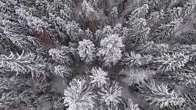 雪地森林的冬季鸟瞰图视频素材