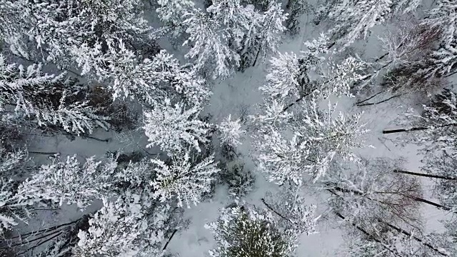 在寒冷的冬天直接飞到大森林的上空视频素材