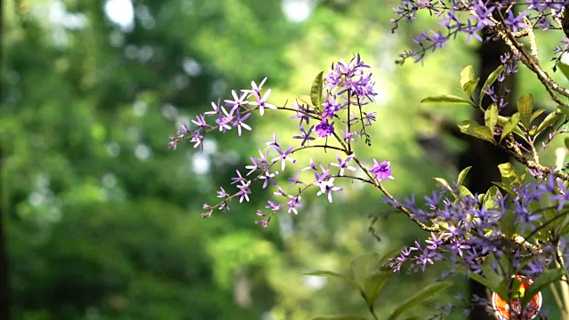 紫色的花杏视频下载