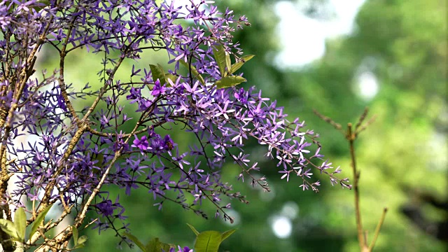 紫色的花杏视频素材