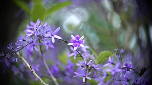 紫色的花杏视频素材