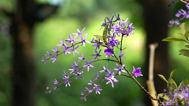 紫色的花杏视频素材