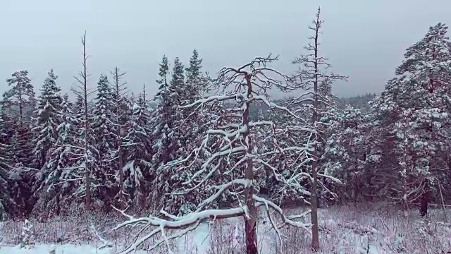 雪地森林的冬季鸟瞰图视频素材