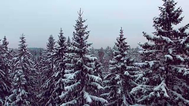 雪地森林的冬季鸟瞰图视频素材